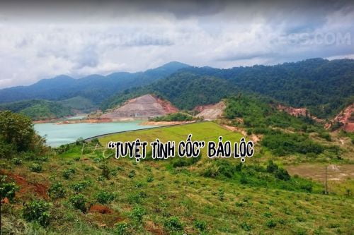 Du lịch Đà Lạt - Kdl Trang Trại Rau & Hoa - Đường Hầm Đất Sét